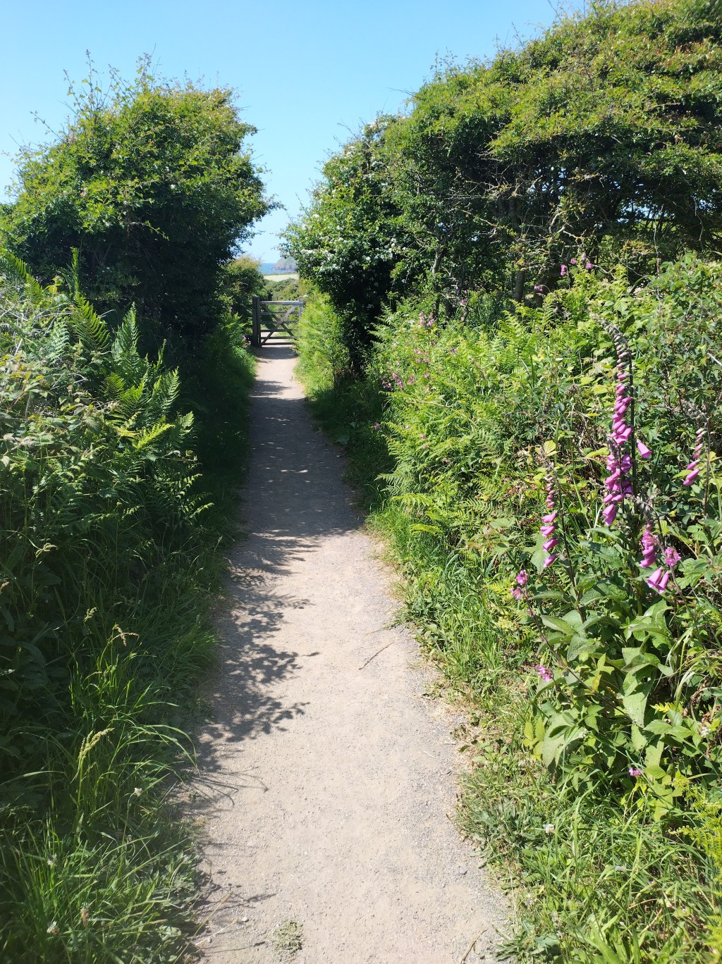 Greenery either side of a footpath, with a gate at the end and a view to the sea beyond.